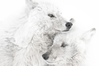 Arctic wolves in white-out, Ellesmere Island