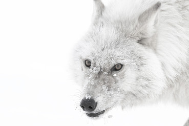 Arctic wolf in white-out, Ellesmere Island