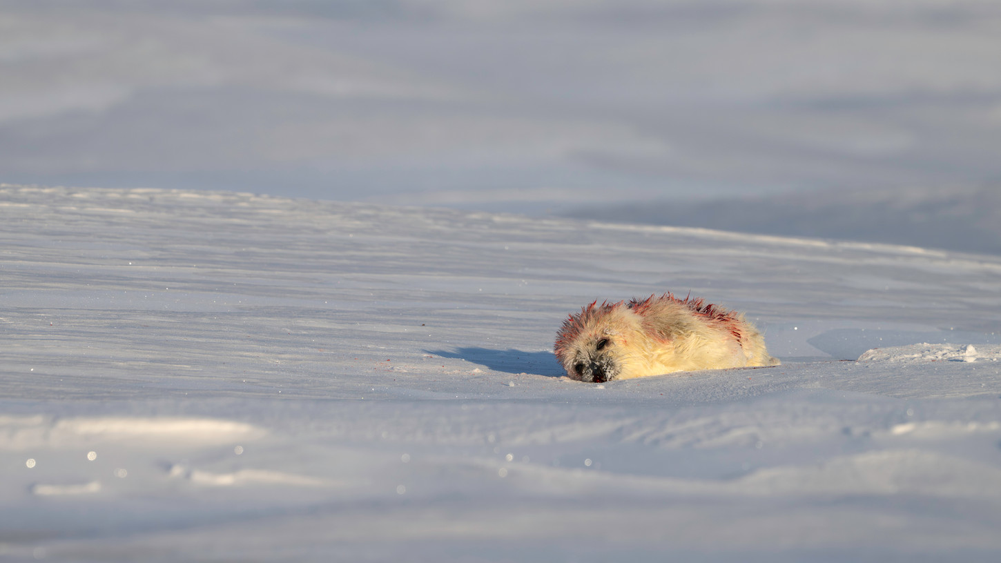 Arctic wolves (Canis lupus arctos) hunting and killing ringed seal  ringed seal (Pusa hispida) on Eureka Sound, Ellesmere Island
