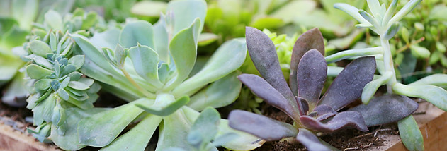 Plants