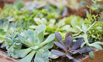 Plants