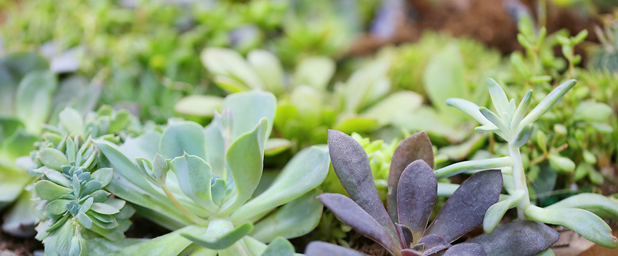 Plants