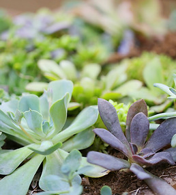Plants