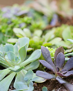 plantes