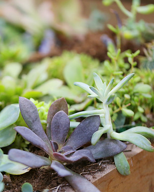 Plants