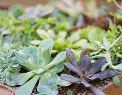 Plants representing health