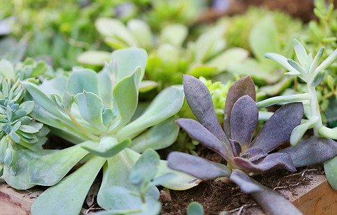 Plants