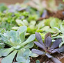 plantas|vegetales|arbustos