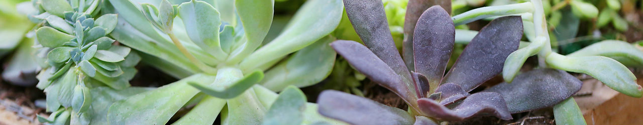 Plants
