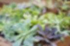 Plants