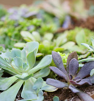 Plants