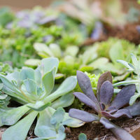 Verdure Studio - Indoor Plant Design for Home and Office - Succulent Workshops and Classes - Boston, MA