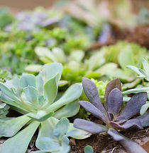 plantas|vegetales|arbustos
