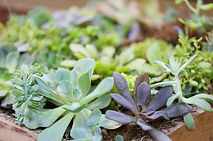 plantes