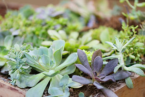 Plantes vertes Vosges