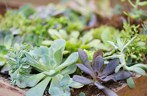 Plants