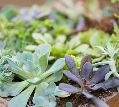Alpine Plants