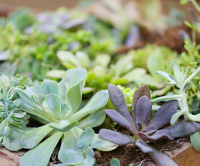 Plants