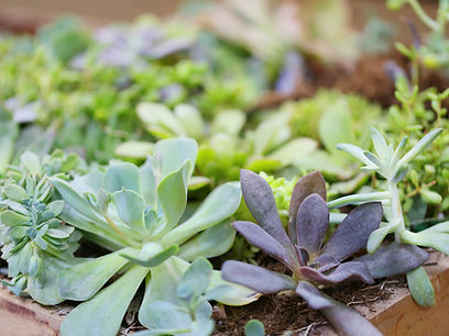 Alpine Plants