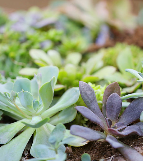 Plants