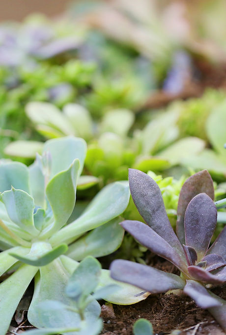 Plants