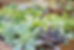 plantes succulentes