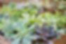 plantes