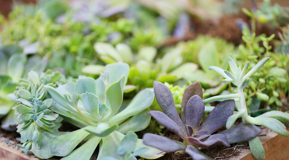 Plants
