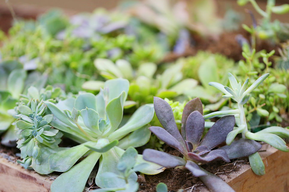 Succulent Plant Arrangement