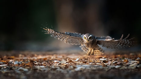 AdobeStock_332674653.jpeg