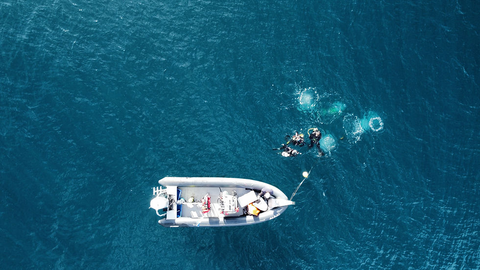 March Twilight Dives