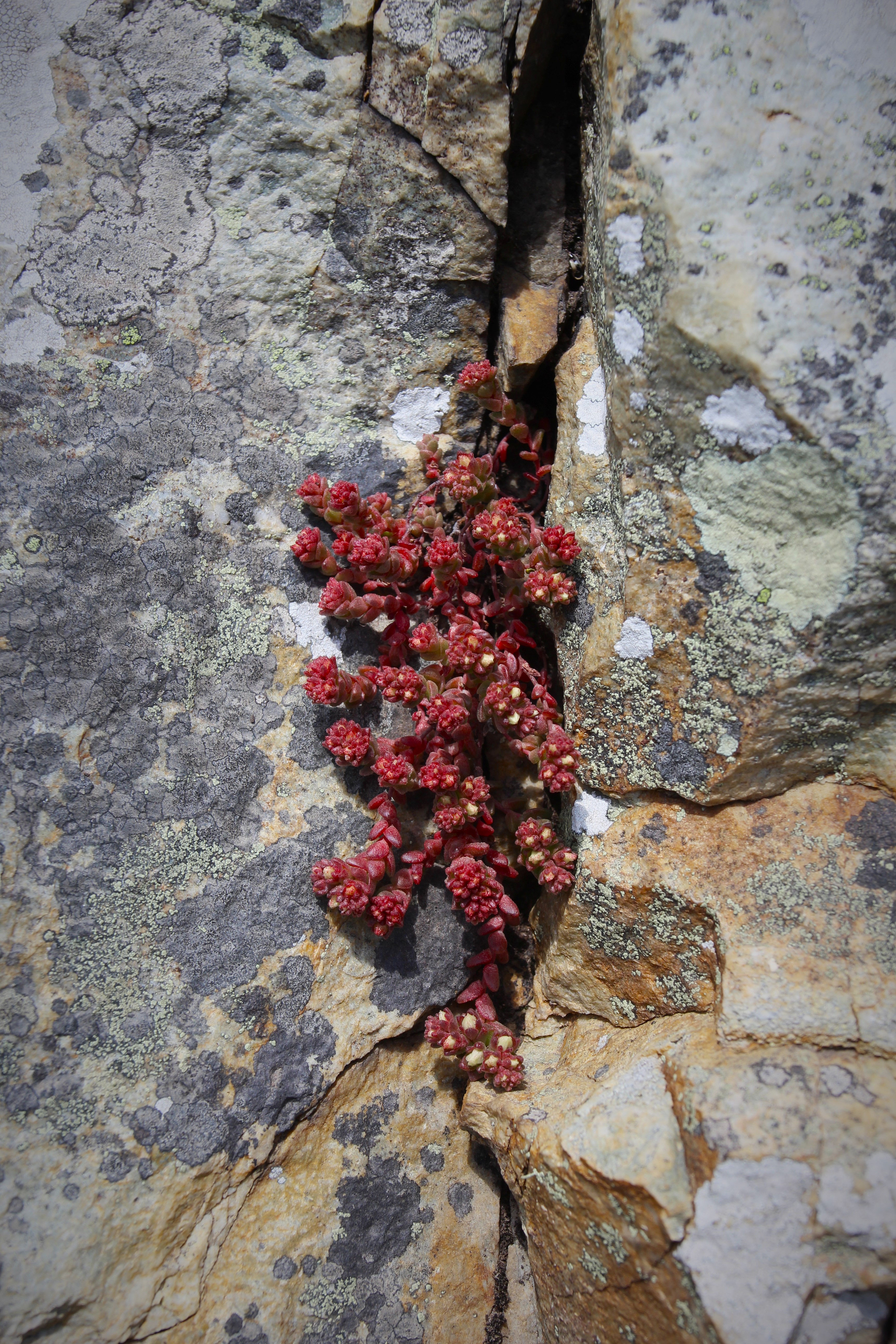 Plant between the rocks