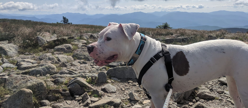 A Gorgeous Weekday Hike Up Mt. Moosilauke