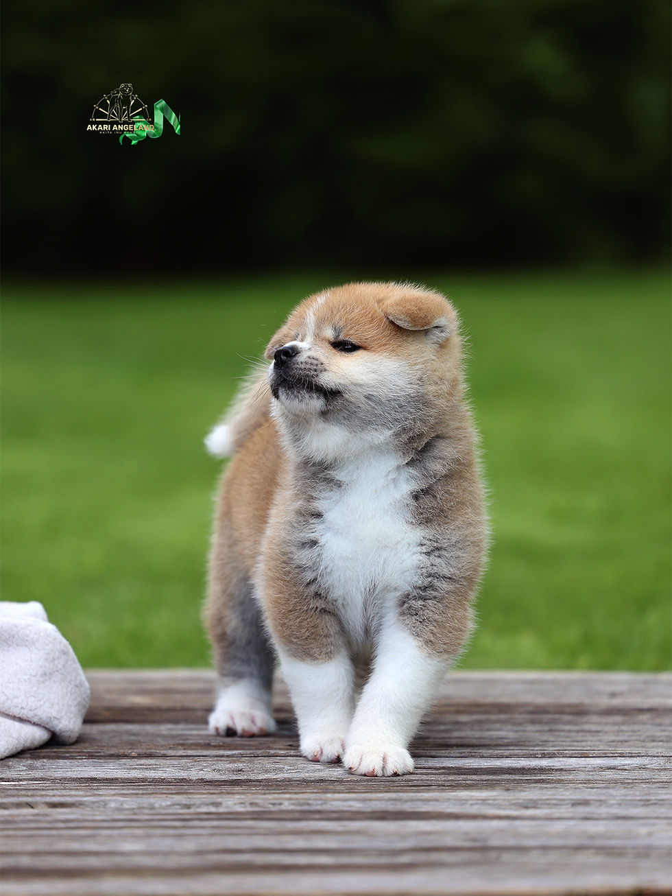 Haku
