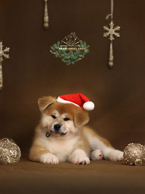 Akita Puppy Akari Angeland kennel