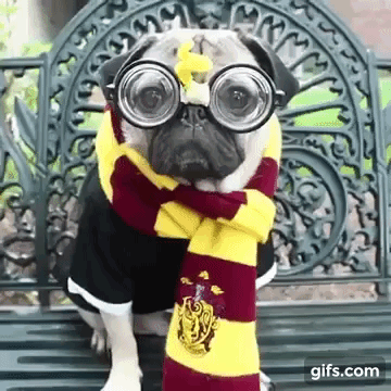 b9c472_2592fa5abba04e5aa8f5fb8271fa34a8~mv2.gif