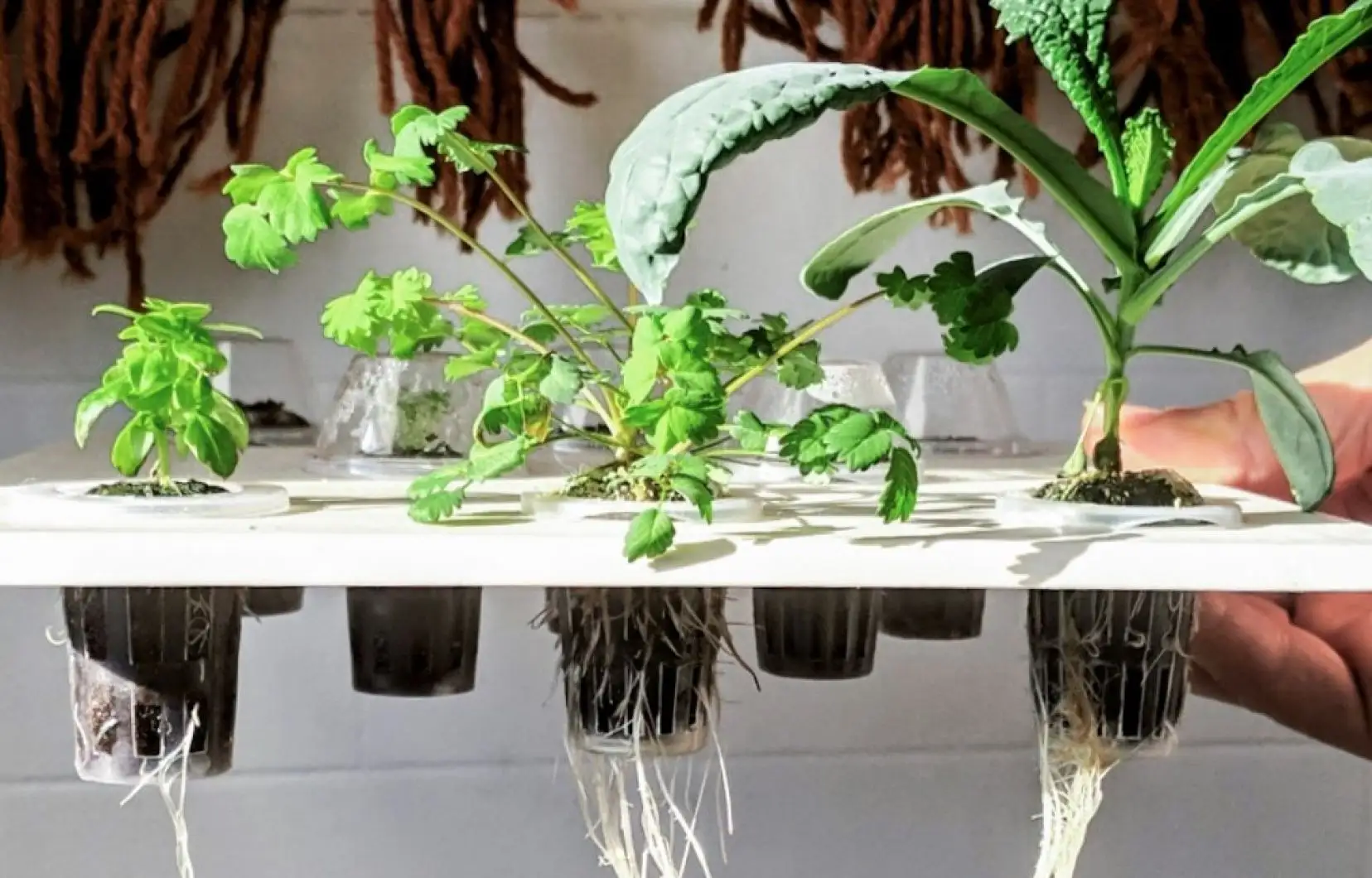 Voici la représentation de plante qui grandis en hydroponie. Les racines sont dans l'eau. Une variété de végétaux est possible.