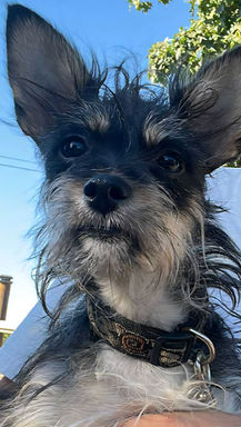 Zuzu is a small, silly, playful, talkative girl. She loves to wrestle and play with other dogs and snuggle with her people.
