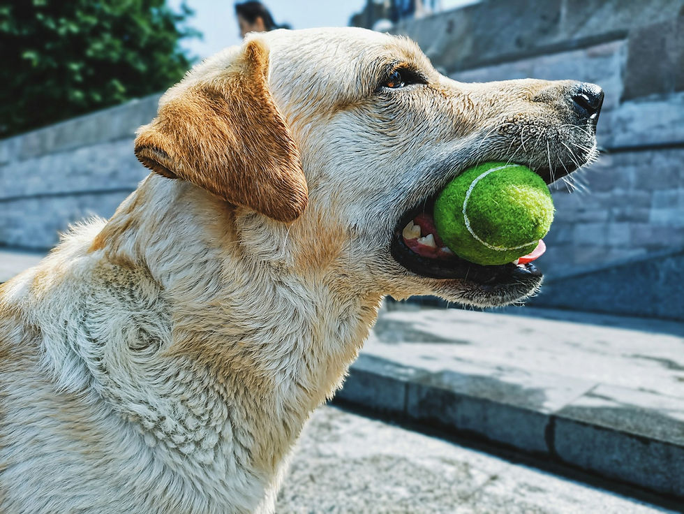 A yellow labrador retriever biting a green tennis ball