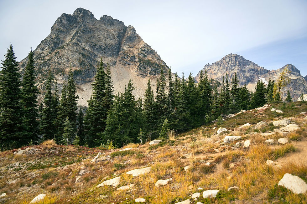 A grassy field with trees and mountains in the distance