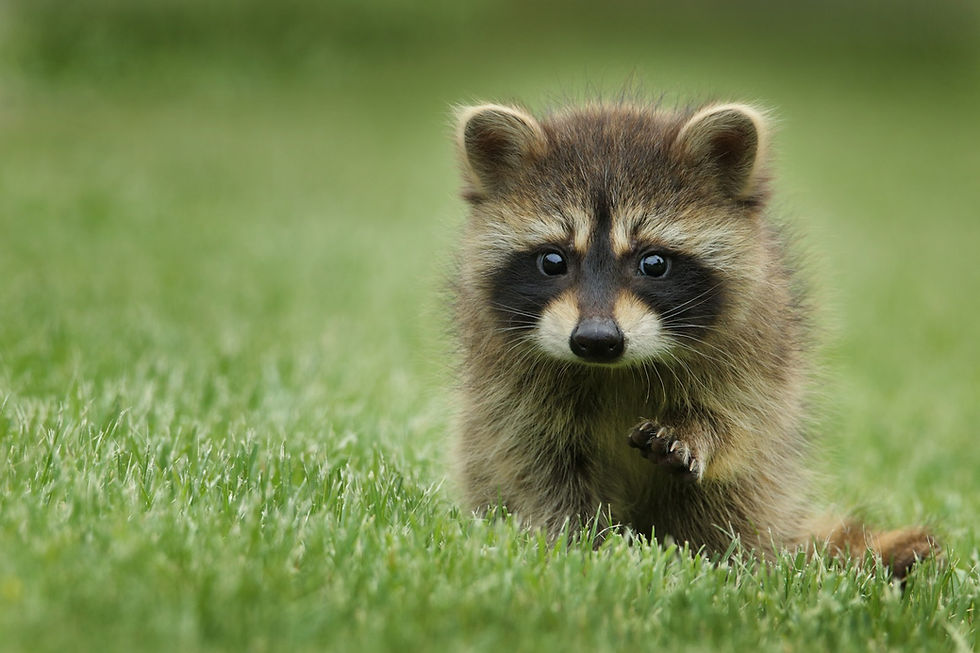 A raccoon walking across a grassy lawn