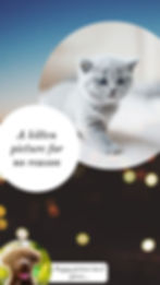 Silly infographic showing a kitten and a puppy