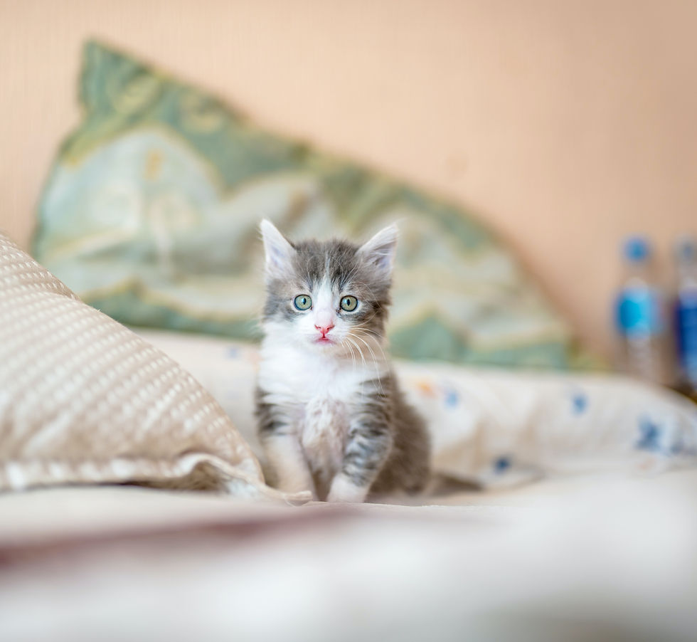 Kitten sitting on a bed of their owner