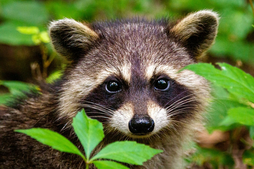 A close-up of a young raccoon in green grass