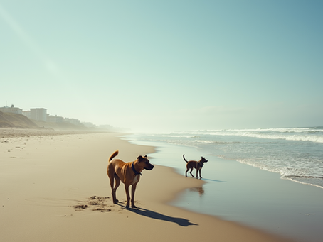Top 5 Exciting Activities to Enjoy with Your Newly Trained Puppy in San Diego