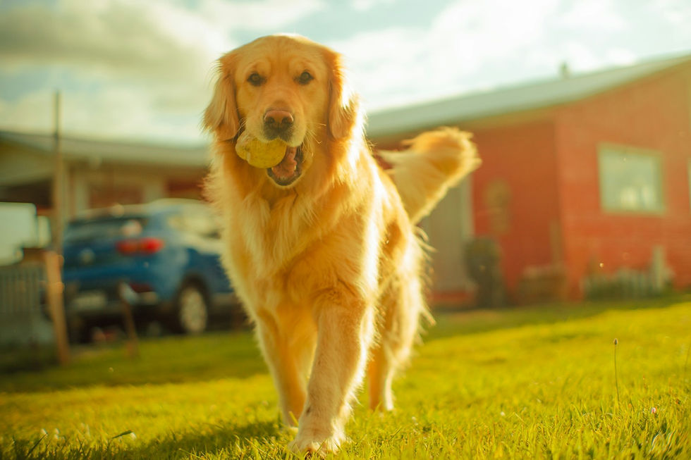 A dog running happily through a grassy field