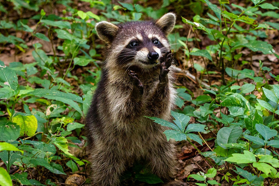 A young raccoon sitting back with its paws up eating an orange