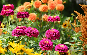 Wishes You a (8).png