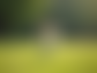 Eye-level view of a dog running freely in a large green park in Minneapolis