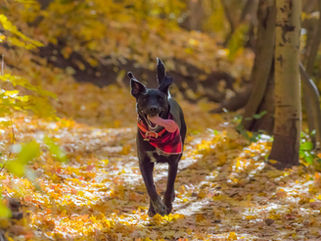 A dog with a bandana with its tongue hanging out walking down a leaf covered path during the fall